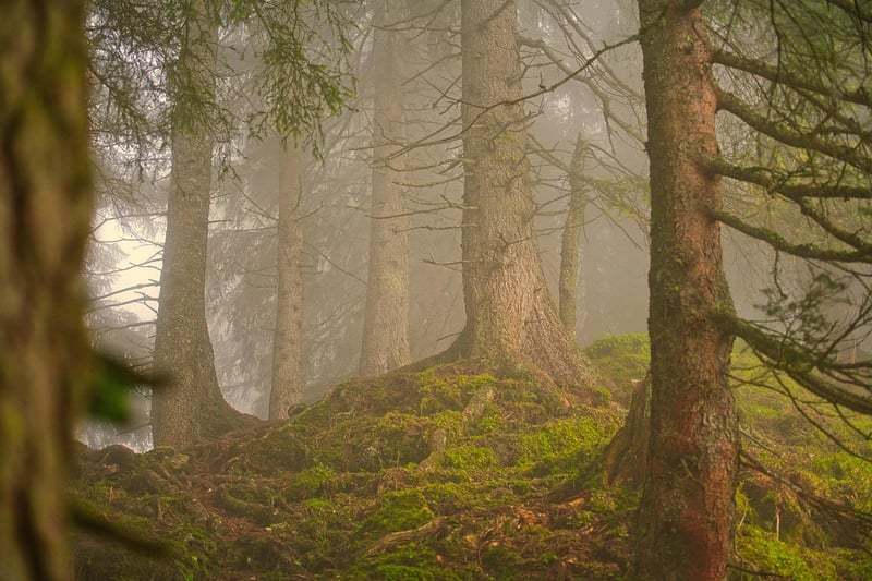 Mindfulness in Motion